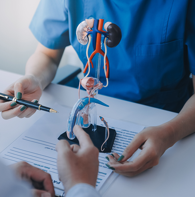 Lekarka objaśnia pacjentowi budowę układu moczowego na modelu anatomicznym
